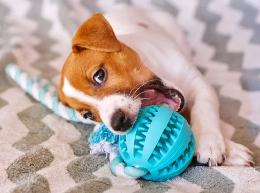🐾 The Good Dog BIRTHDAY Box
